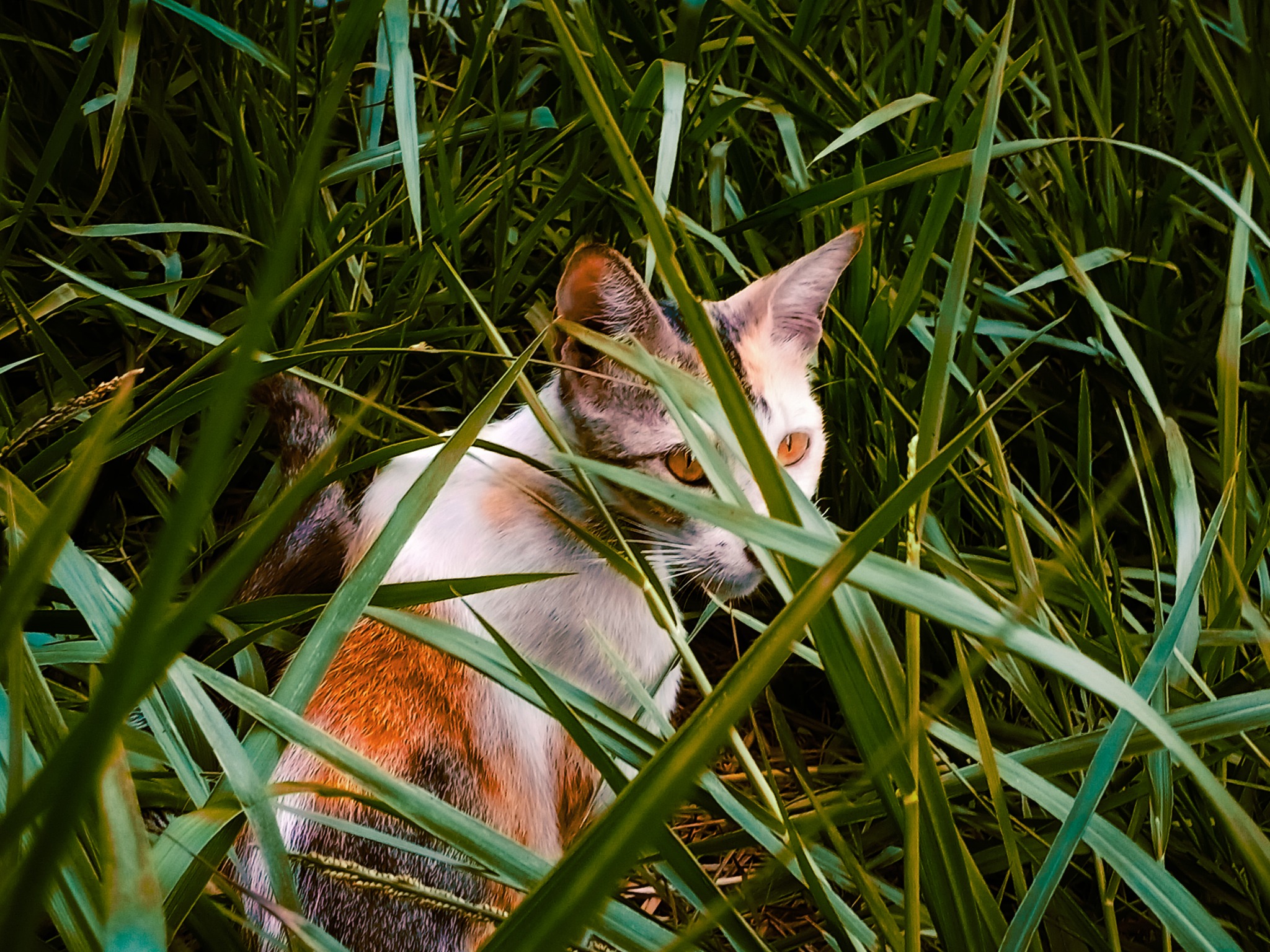 Cat portrait in grass