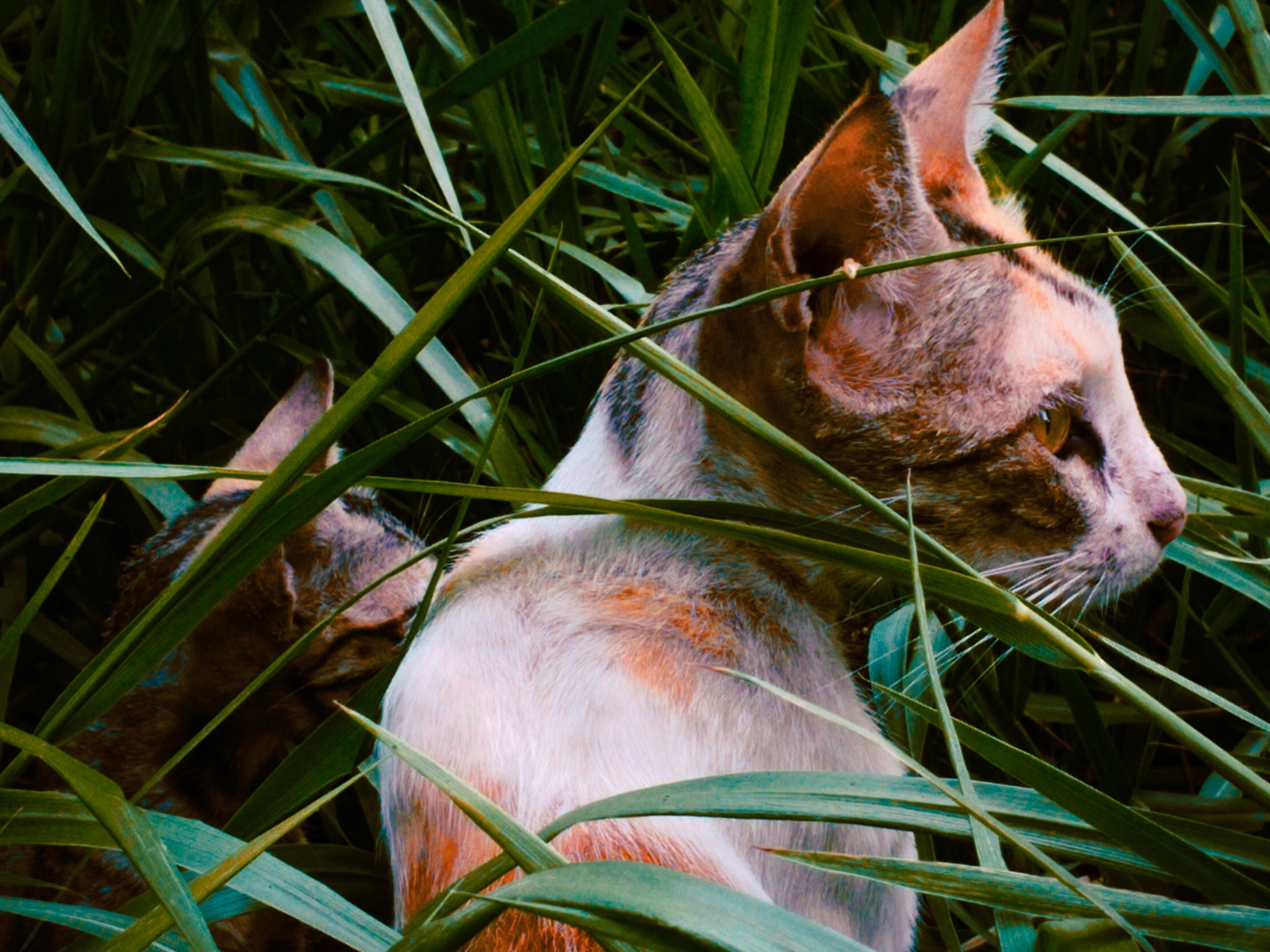 Cat in grass